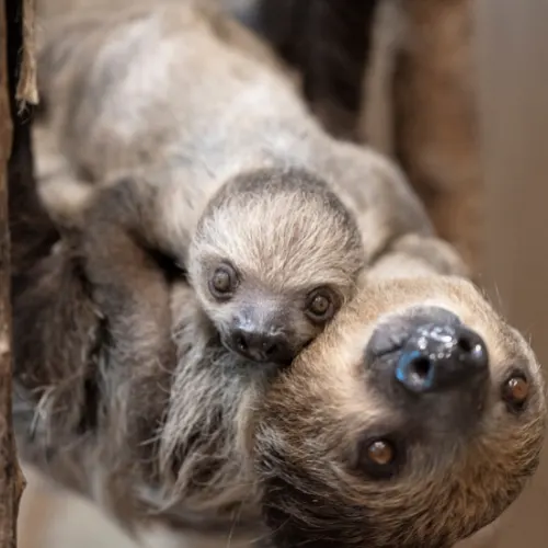Sloth hanging in Amazon rainforest tree
